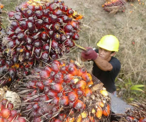 UE Terus Menjegal Komoditas Andalan Indonesia