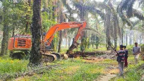 KUD Sari Mukti Lakukan Replanting Tahap Kedua