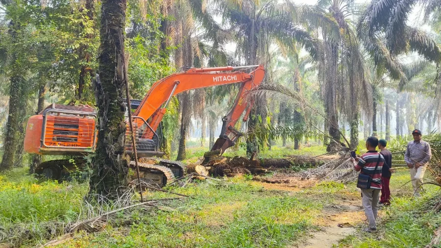 KUD Sari Mukti Lakukan Replanting Tahap Kedua