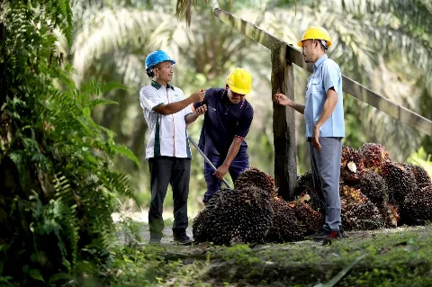 Konsisten Praktikan Keberlanjutan, Apical Raih Posisi Dua di SPOTT 2023