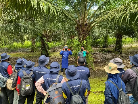 Kolaborasi Musim Mas Group dan Bunge Targetkan Latih 1.000 Petani
