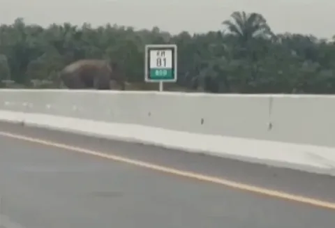 Gajah Menyeberangi Jalur Tol Pekanbaru-Dumai