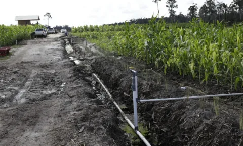 Kementan Melakukan Asistensi dan Pendampingan Teknologi Pangan di Lahan Food Estate