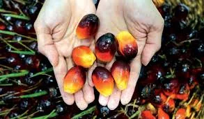 Harga TBS Kelapa Sawit Mitra Swadaya Periode 28 Februari – 5 Maret 2024 Rp 2.689,48/Kg