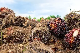 Lesu, Harga TBS Sawit Sumatera Utara Menjadi Rp3.971,11/Kg Periode 23–29 September 2026, Apa Sebabnya?