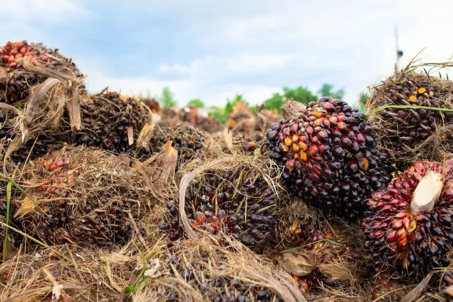 Lesu, Harga TBS Sawit Sumatera Utara Menjadi Rp3.971,11/Kg Periode 23–29 September 2026, Apa Sebabnya?