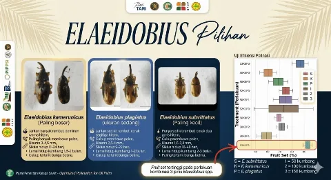 Regenerasi Serangga Penyerbuk Penopang Produksi Sawit
