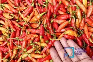 Nilai Tukar Petani Provinsi Riau Naik Sebesar 1,27 Persen