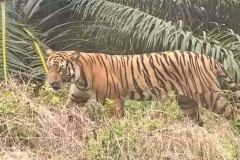 Harimau Sumatera Muncul Diperkebunan Sawit Warga di Kabupaten Indragiri Hulu