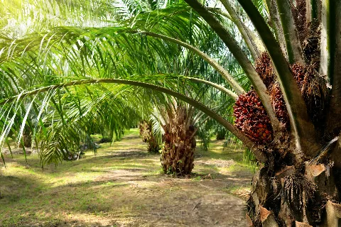 Kadin Malaysia Tertarik Berinvestasi di Sektor Pengelolaan Kelapa Sawit dan Proverti di Balikpapan