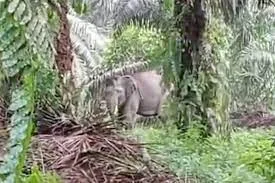 Kelapa Sawit dan Pisang Warga Menjadi Sasaran Gajah Karena Banjir di Kabupaten Pelalawan