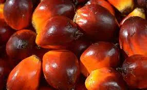 Harga TBS Petani Swadaya Naik Menjadi Rp 2.929,90/Kg