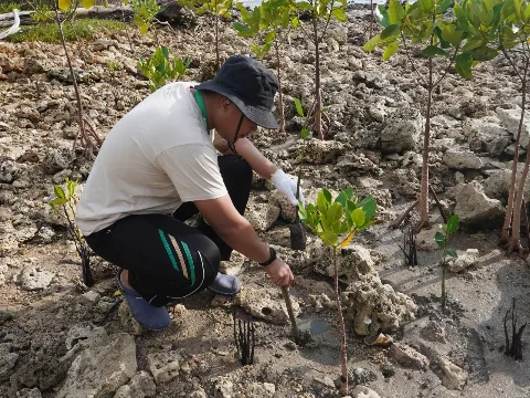Petrokimia Gresik Menanam 10.000 Bibit Mangrove di PRPM Mengare