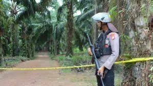 Petani Plasma Hanya Bisa Mengeluh Saat Kebunnya Dijarah