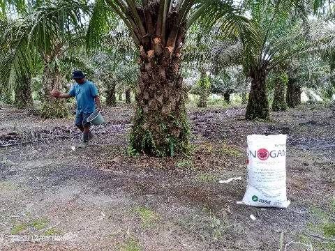 Kombinasi Produk Mitra Sukses Agrindo Sehatkan Tanah Cegah Ganoderma