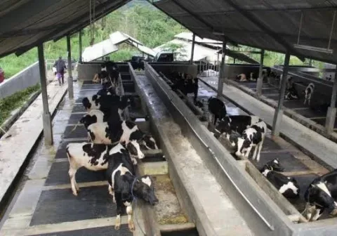 Ssst, Produksi Susu Indonesia Dapat Ditingkatkan dengan Suplemen Sawit