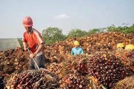 Harga TBS Kaltim Dihargai Rp 2.634,98/Kg
