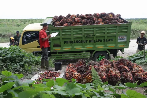 Perbaikan Hulu-Hilir Sawit Jadi Kunci