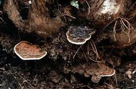 Ganoderma Ancaman Bagi Produksi Sawit