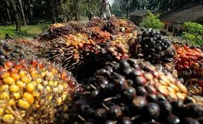 TBS di Sumatra Selatan Pada Februari 2024 di Hargai Rp 2.533/kg