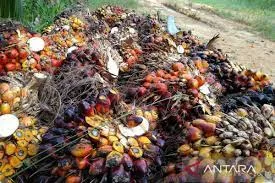 Disbun Kaltim Mengajak Petani Kelapa Sawit Bermitra Dengan Pengolahan Pabrik CPO