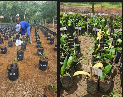 Pelepasan Benih Sawit dari Tanzania Perkaya Sumber Daya Genetik Indonesia