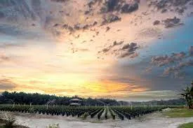 PTPN IV PalmCo Regional 3 Siapakan 271 Ribu Bibit Unggul Bersertifikat untuk Disalurkan Kepada Petani