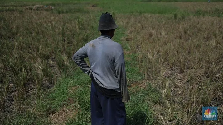 Krisis Pangan di Dunia, Semua Pihak Harus Bisa Menjaga Kondisi Pangan