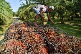 Harga TBS Kalbar Periode III Juni 2024 Dihargai Rp2.731 per kg