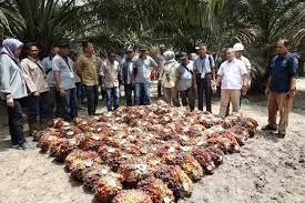 Aspekpir Mempelajari Pola Kemitraan yang Dilakukan PTPN IV PalmCo Regional 3