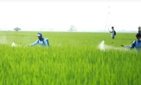Menteri Keuangan Segera Mengeluarkan Surat Keputusan (SK) Tambahan Subsidi Pupuk Tahun Ini
