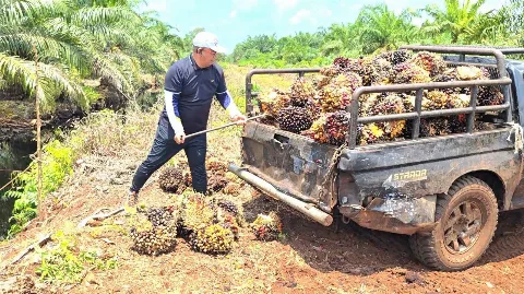 Disbun Kaltim Tetapkan Harga TBS Petani Mitra Naik Menjadi Rp3.469,60/Kg Periode II Juni 2026