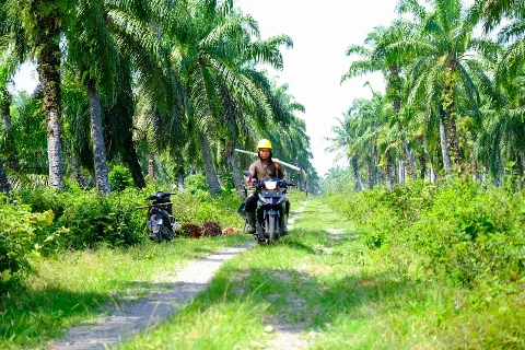 Wilmar Dampingi 1.500 Petani Swadaya Siak untuk Meraih ISPO