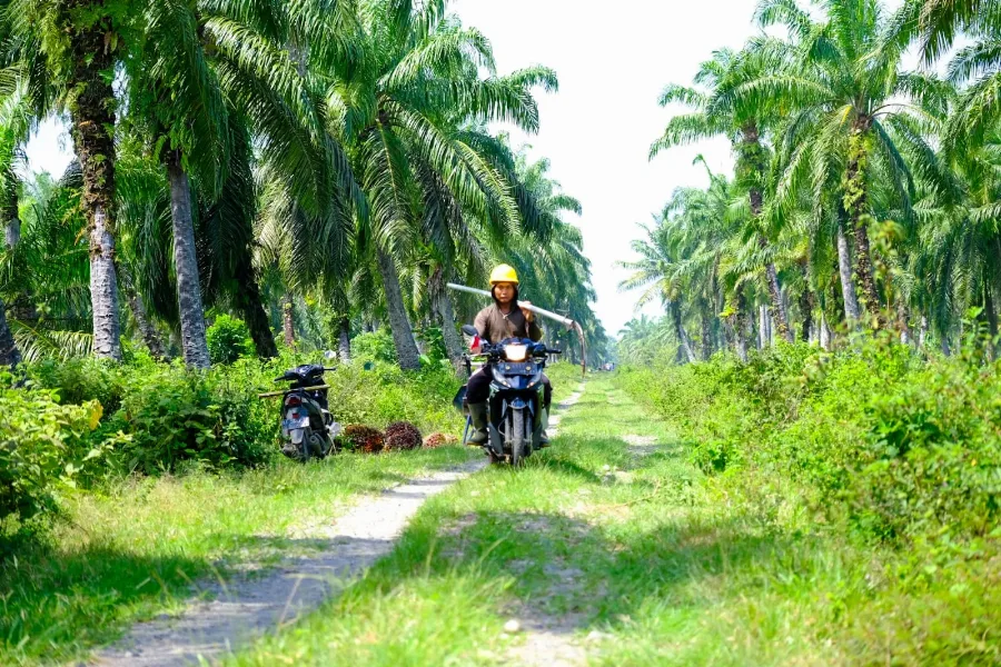 Wilmar Dampingi 1.500 Petani Swadaya Siak untuk Meraih ISPO