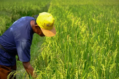Skema Kemitraan Wilmar Sejahterakan Petani