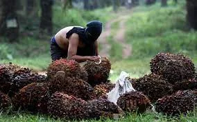 DMO Minyak Goreng Berbasis Produksi Minyak Sawit Membebani Petani