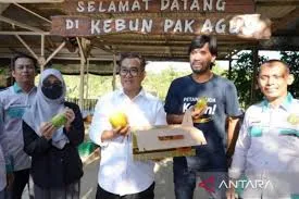 Petani Kaltim Minim Melakukan Hilirisasi Produk Pertanian