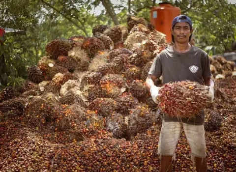 Harga Tandan Buah Segar Kalimantan Timur Pada Periode 16-31 Maret 2024 Mengalami Lonjakan Harga yang sSignifikan