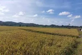 Kabupaten Kutai Kartanegara Terus Meningkatkan Produktivitas Pertanian