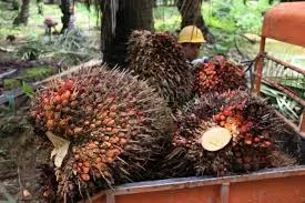 Harga TBS Kaltim Menunjukan Tren Positif