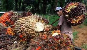 Harga TBS Kelapa Sawit Mitra Swadaya Riau Naik Cukup Signifikan