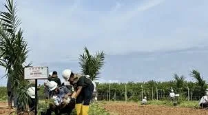 Ditjenbun Kementan RI Terbitkan Rekomendasi Teknis Pelaksanaan Program PSR
