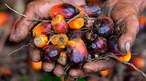 Langkah Pemerintah Dalam Melaksanakan Mandatori Biodiesel B40