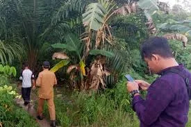 BKSDA Kalbar Memantau Aktivitas Orang Utan di Lapangan