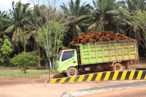 Petani Kaltara Sumringah, Harga TBS Sawit Naik Menjadi Rp3.465,56/Kg Periode I September 2026