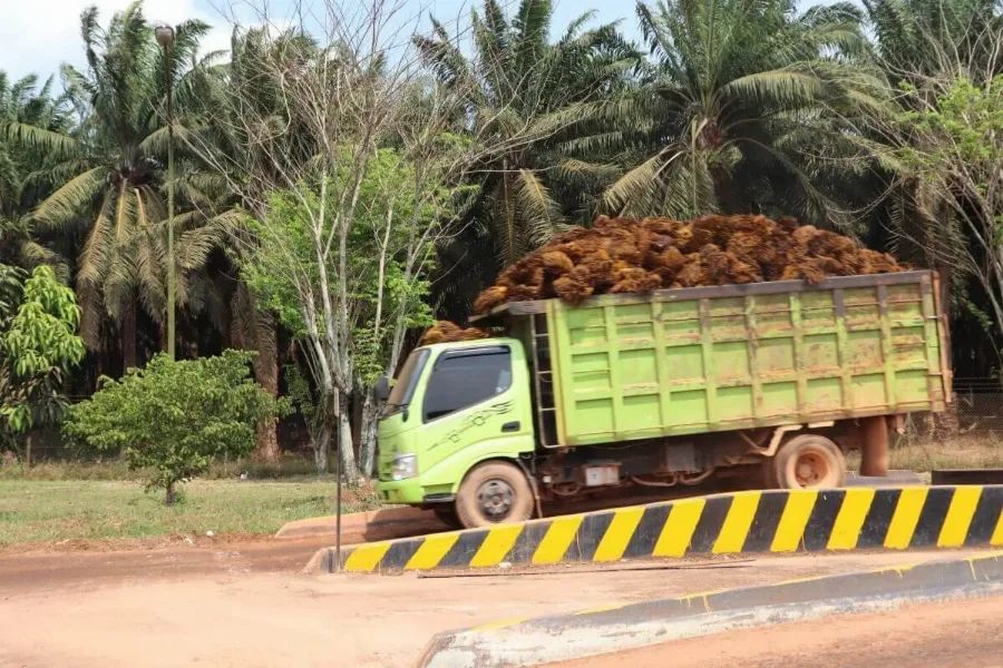 Petani Kaltara Sumringah, Harga TBS Sawit Naik Menjadi Rp3.465,56/Kg Periode I September 2026