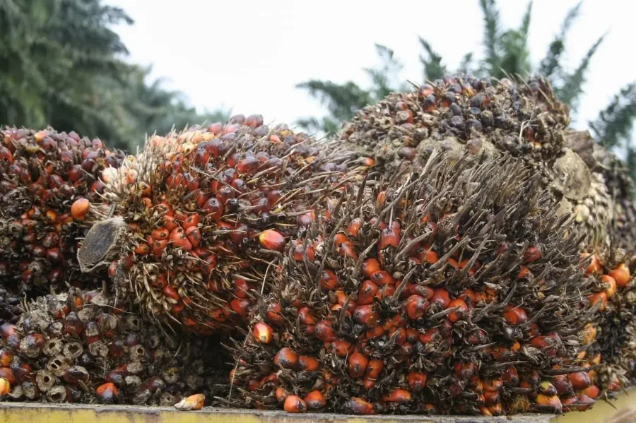 Harga CPO Naik Mencapai Level Tertinggi Dalam 1,5 Bulan