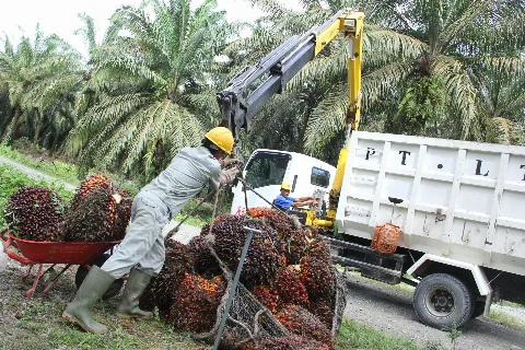 Inilah 5 Emiten Sawit dengan Laba Terbesar Pada 2023