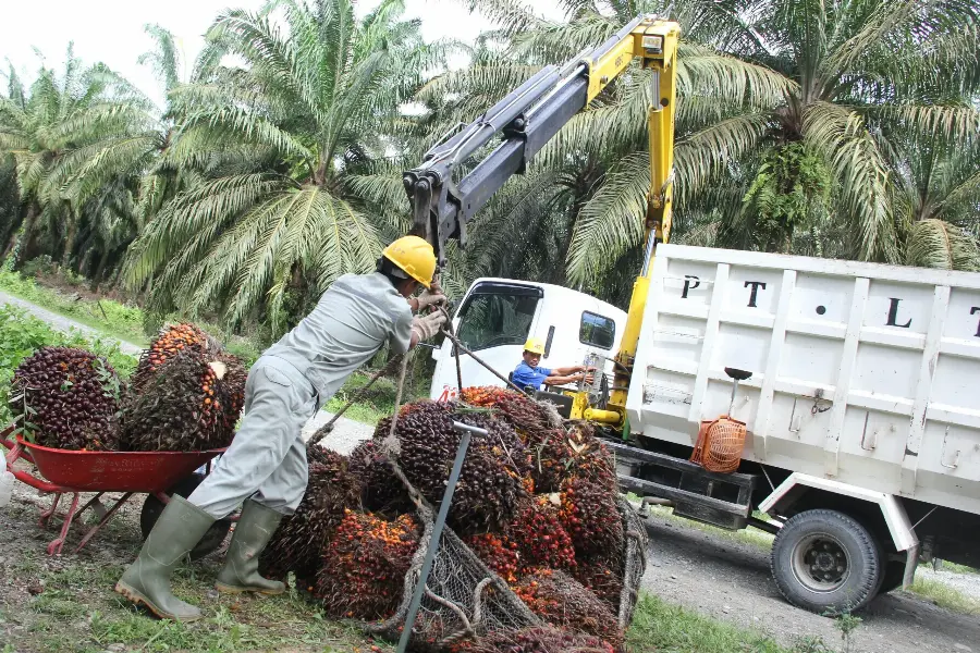 Inilah 5 Emiten Sawit dengan Laba Terbesar Pada 2023