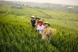 Petani Terdata di RDKK Mempermudah Mendapatkan Pupuk Bersubsidi